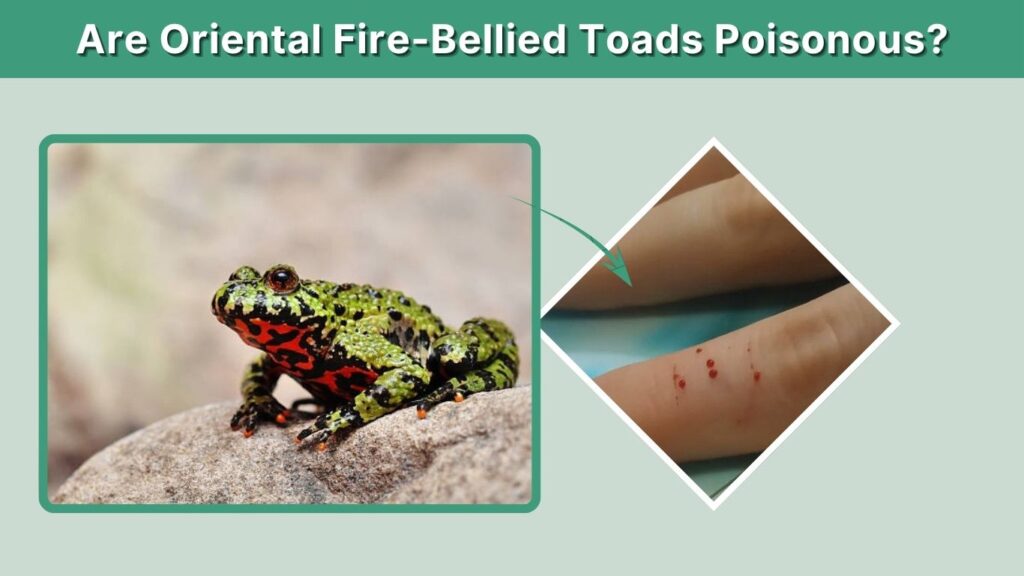 Are Oriental Fire-Bellied Toads Poisonous?