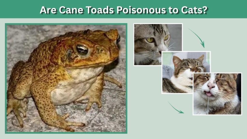 Are Cane Toads Poisonous to Cats?