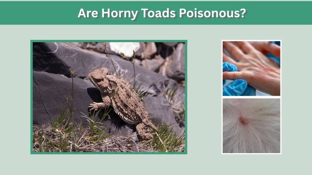 Are Horny Toads Poisonous?