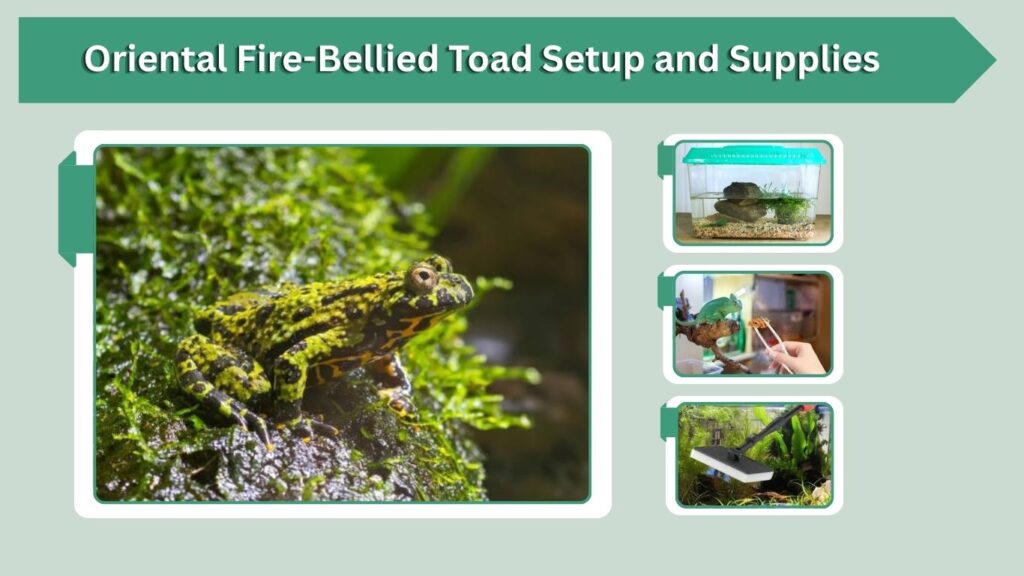 Oriental Fire-Bellied Toad Setup and Supplies