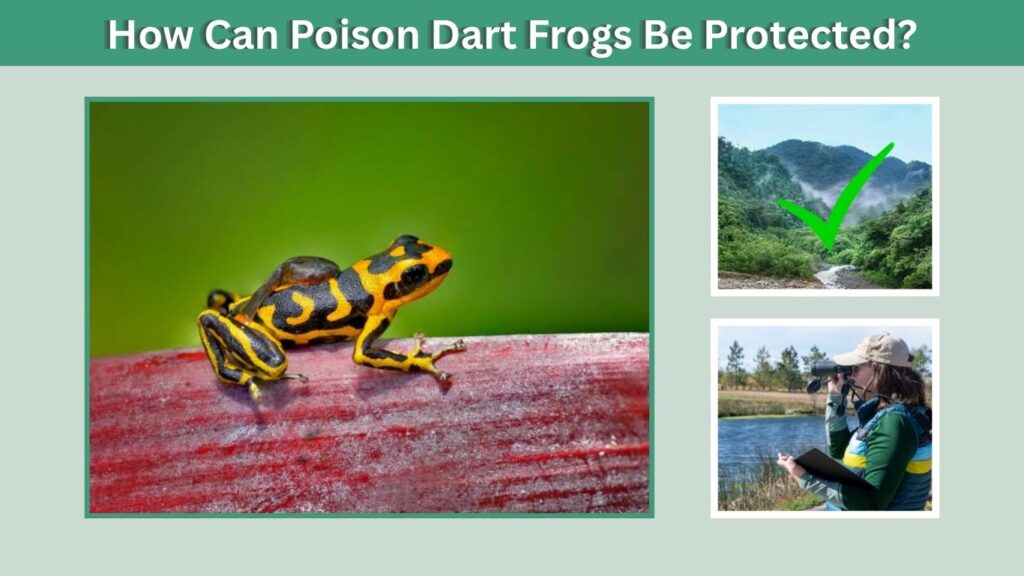 How Can Poison Dart Frogs Be Protected?