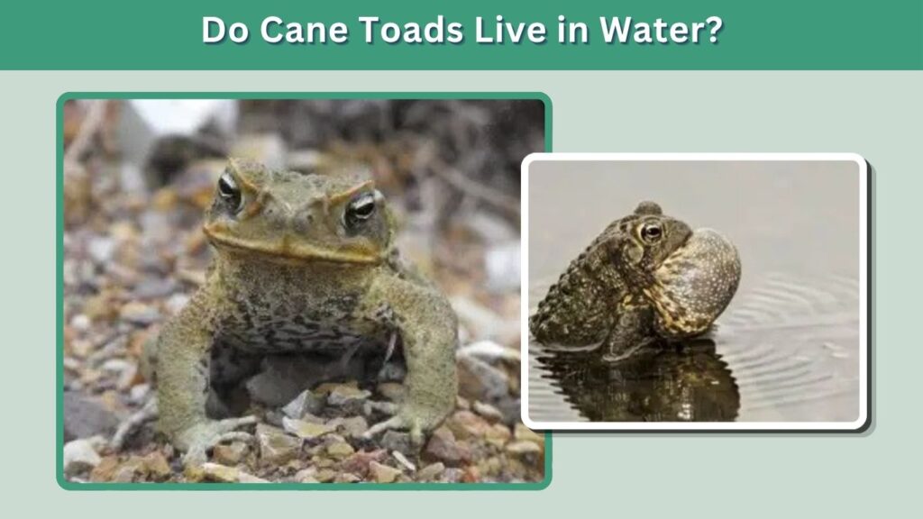 Do Cane Toads Live in Water?