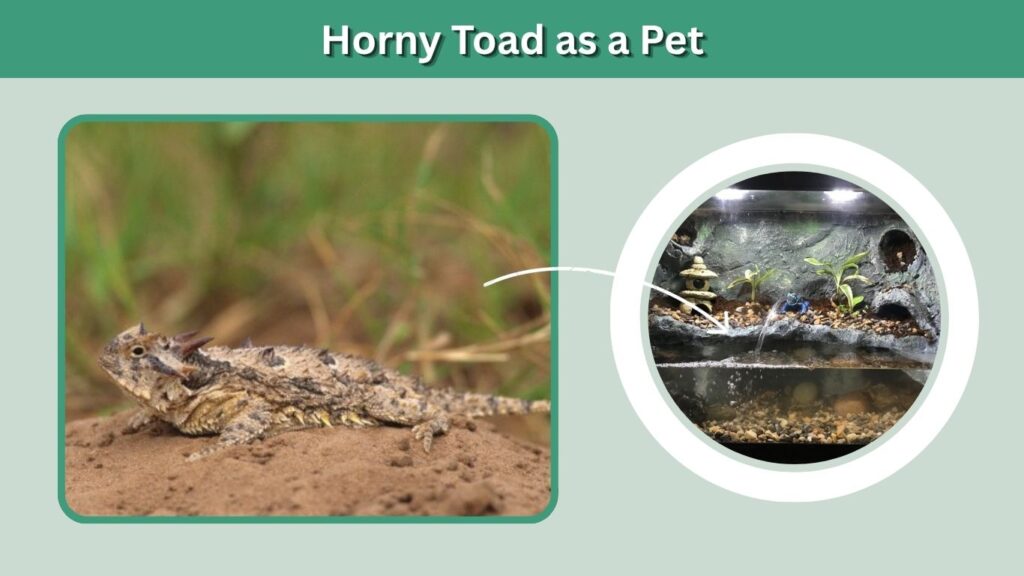 Horny Toad as a Pet