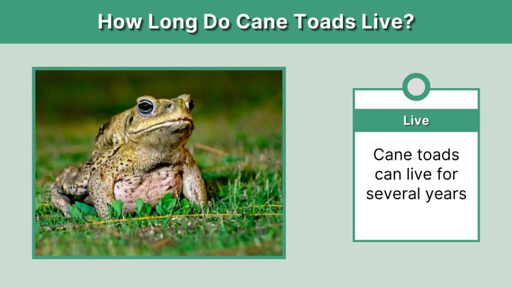 How Long Do Cane Toads Live?