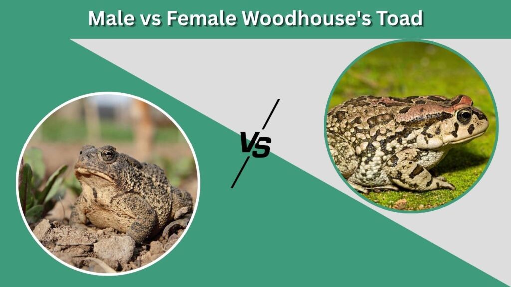 Male vs Female Woodhouse's Toad
