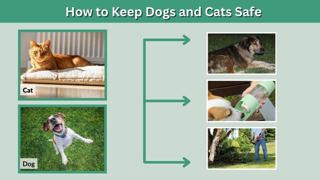 How to Keep Dogs and Cats Safe