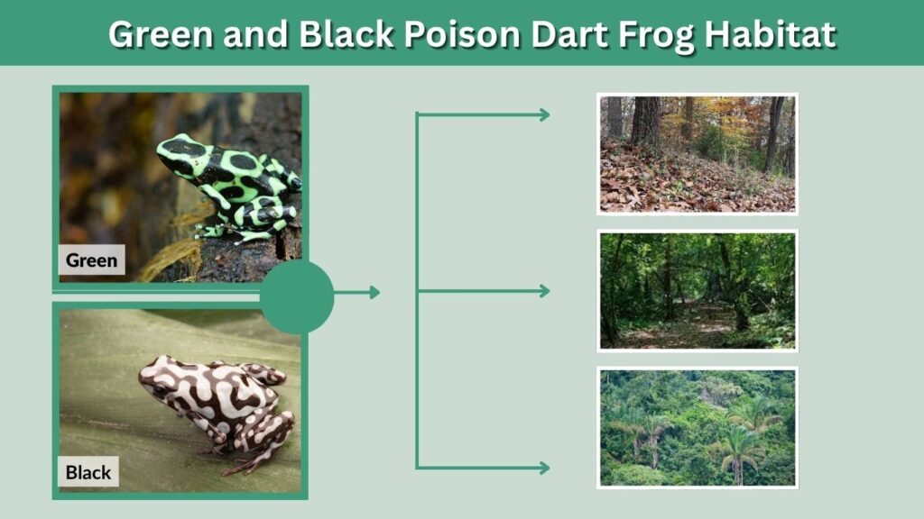 Green and Black Poison Dart Frog Habitat