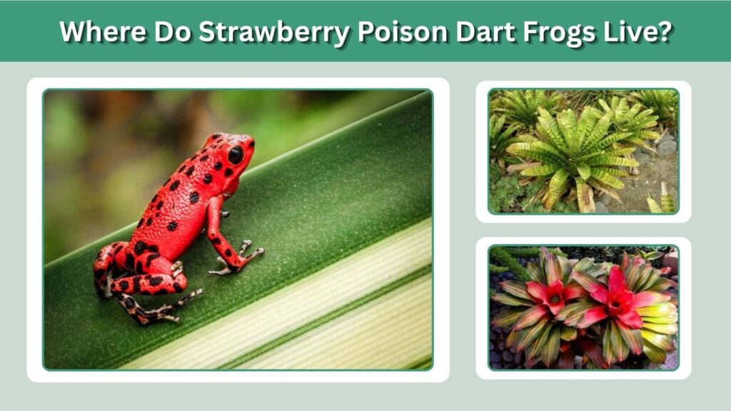 Where Do Strawberry Poison Dart Frogs Live?