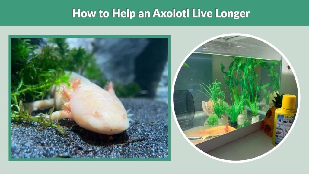 How to Help an Axolotl Live Longer