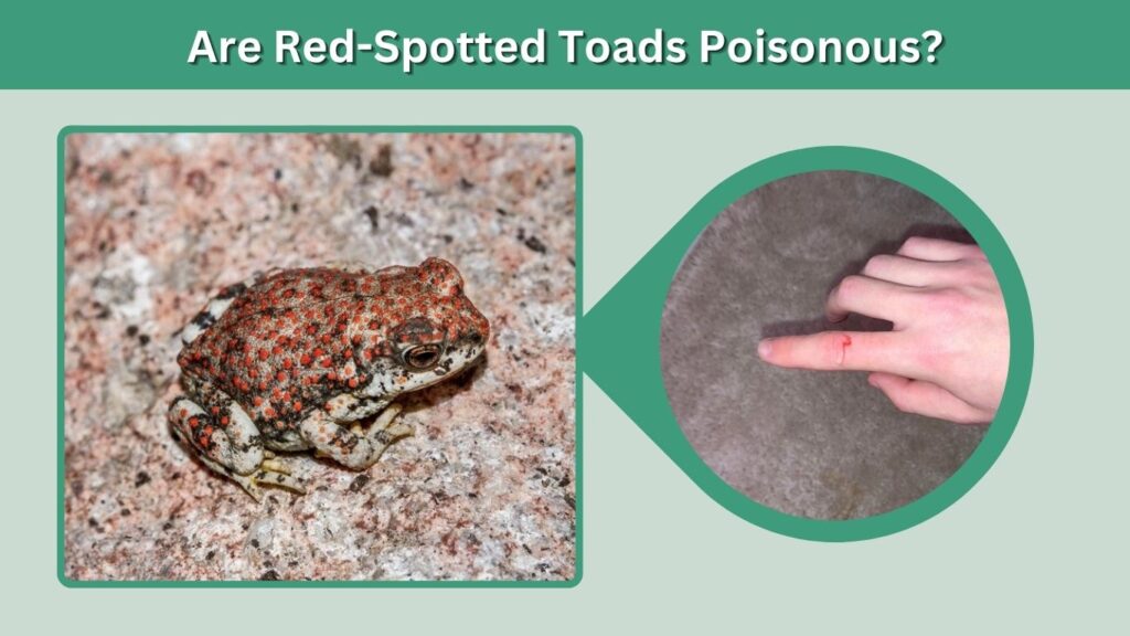 Are Red-Spotted Toads Poisonous?