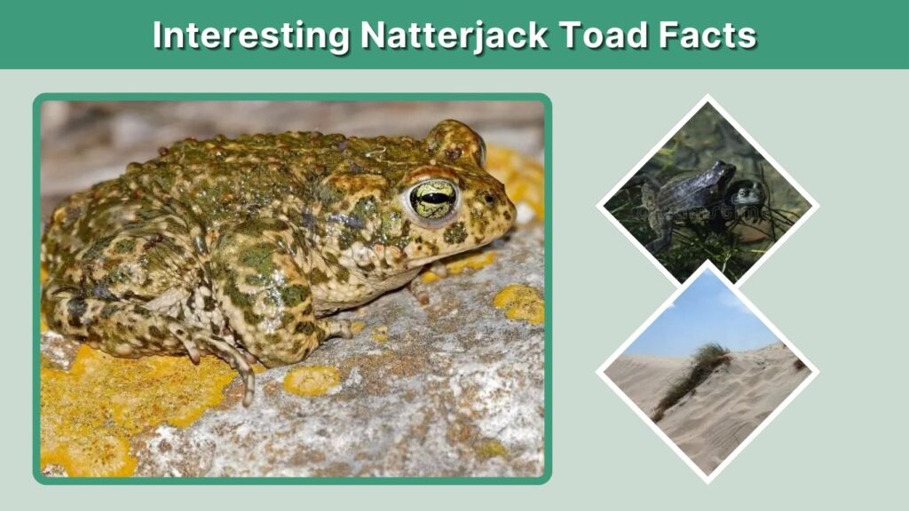 Interesting Natterjack Toad Facts