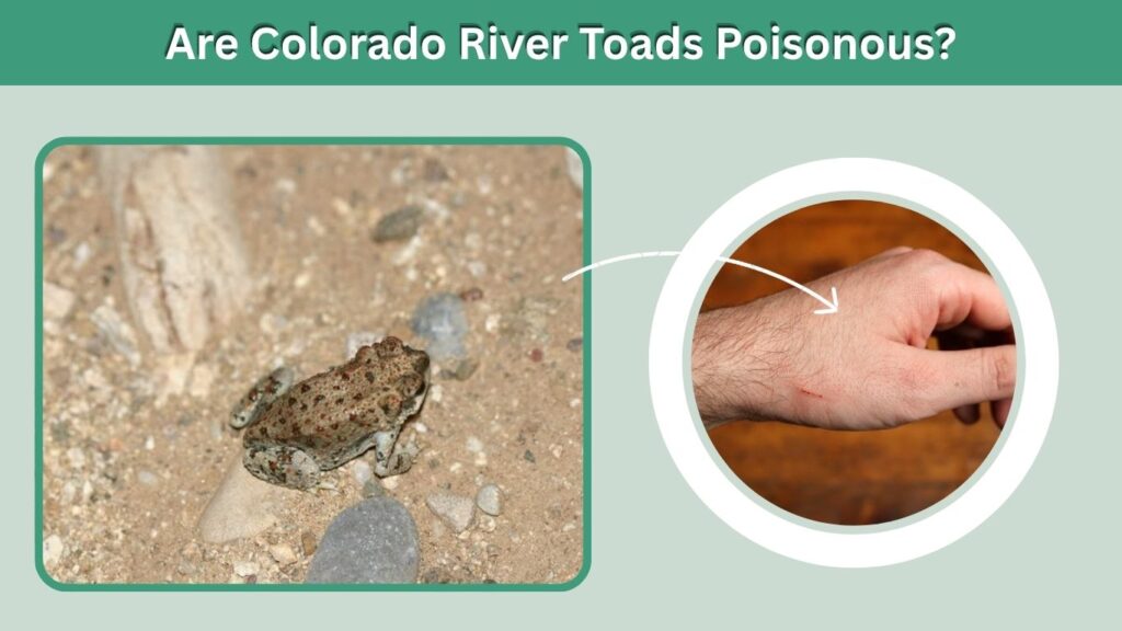 Are Colorado River Toads Poisonous?