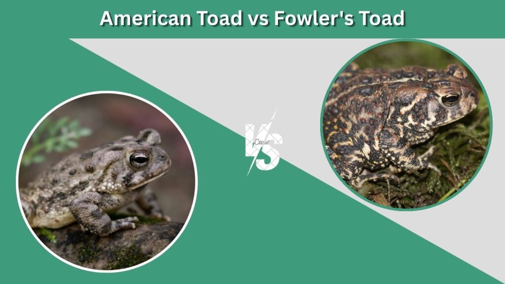 American Toad vs Fowler's Toad