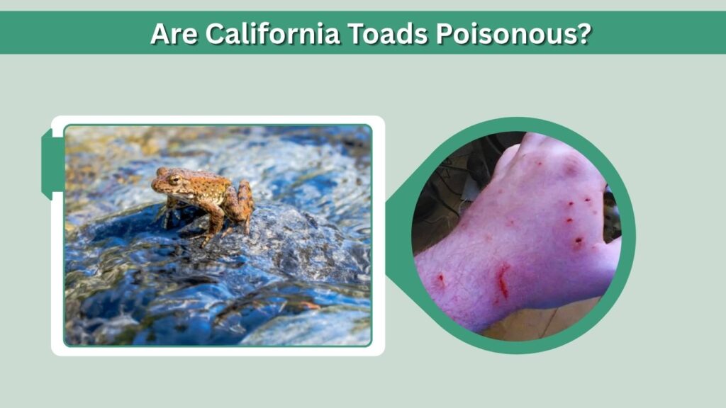 Are California Toads Poisonous?
