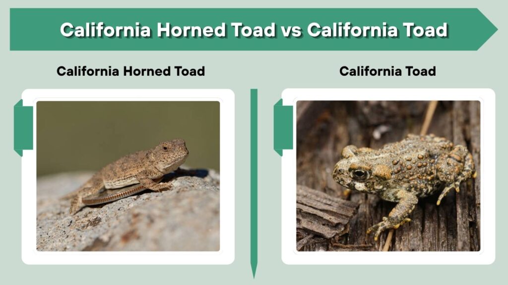 California Horned Toad vs California Toad