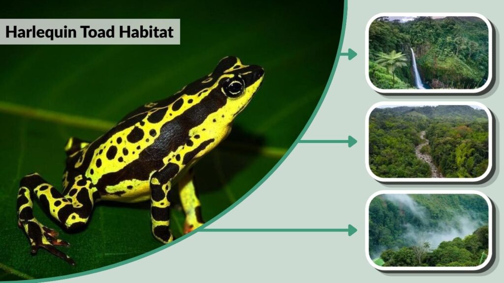 Harlequin Toad Habitat