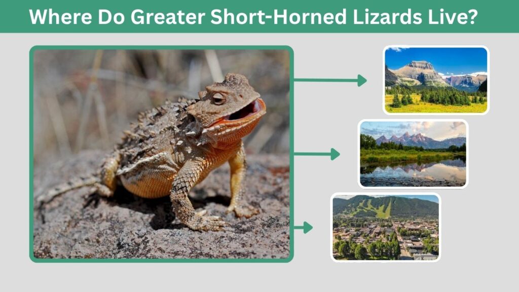 Where Do Greater Short-Horned Lizards Live?