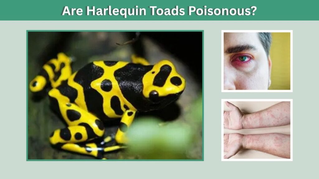 Are Harlequin Toads Poisonous?