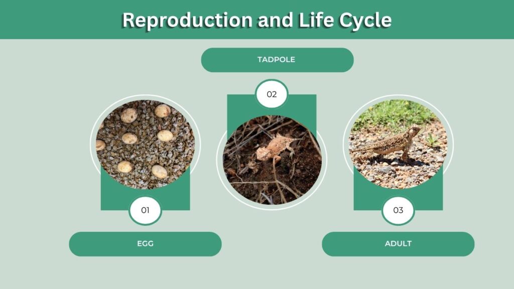 Reproduction and Life Cycle