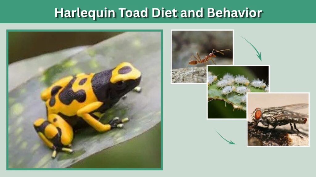 Harlequin Toad Diet and Behavior