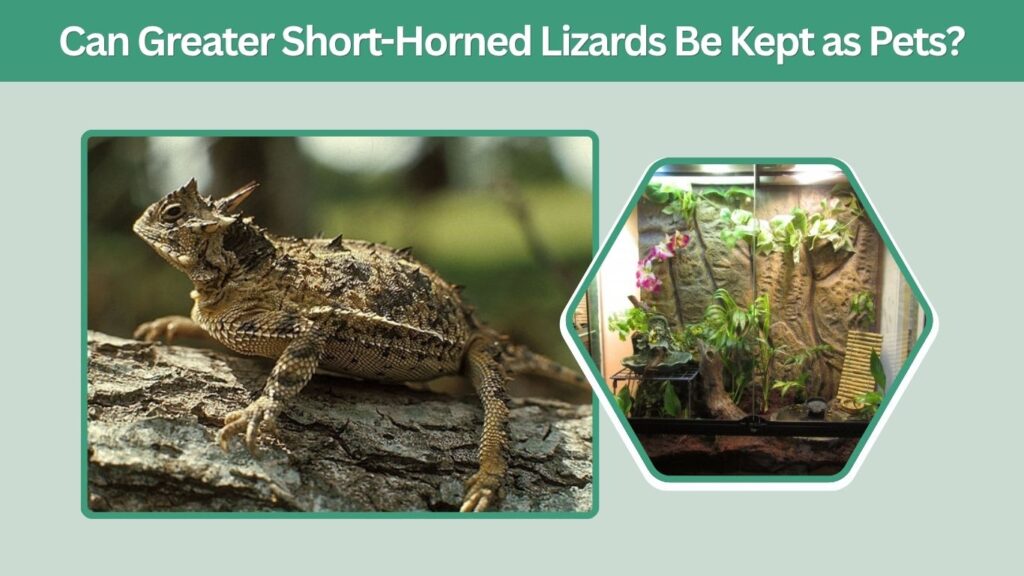 Can Greater Short-Horned Lizards Be Kept as Pets?