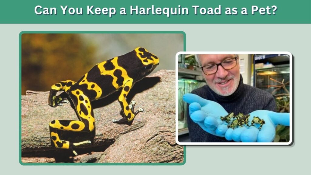 Can You Keep a Harlequin Toad as a Pet?