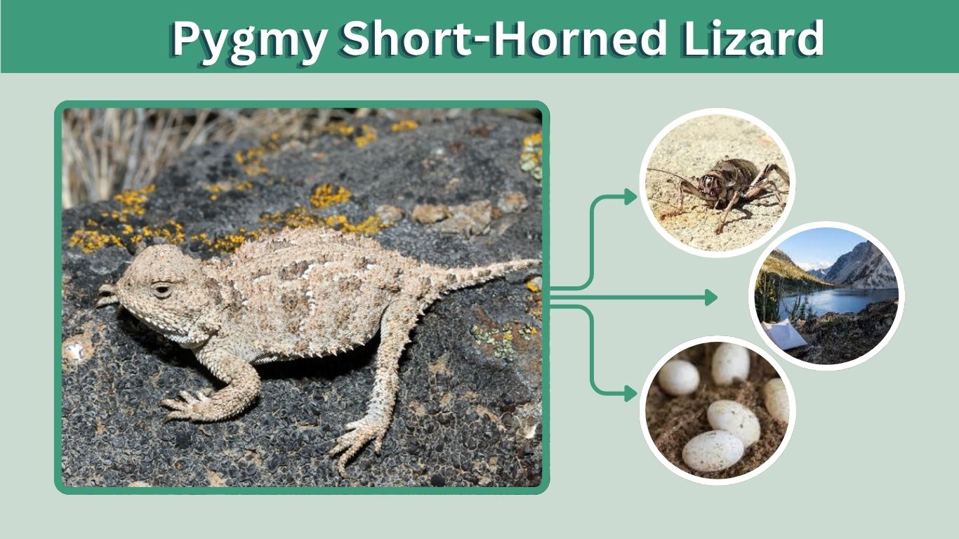 Pygmy Short-Horned Lizard: Diet, Habitat and Facts