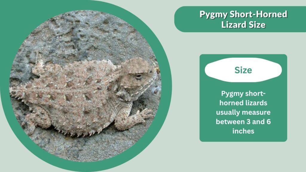 Pygmy Short-Horned Lizard Size