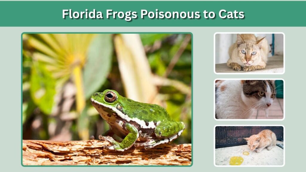 Florida Frogs Poisonous to Cats