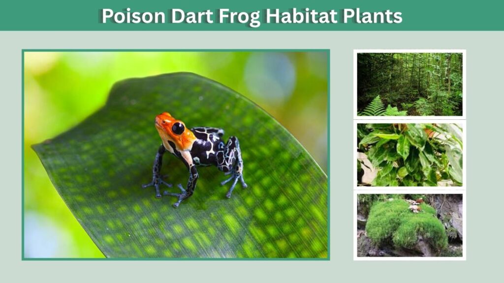 Poison Dart Frog Habitat Plants