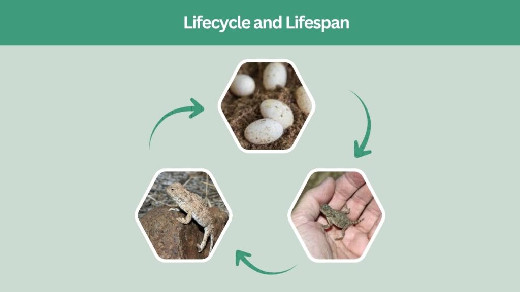 Lifecycle and Lifespan