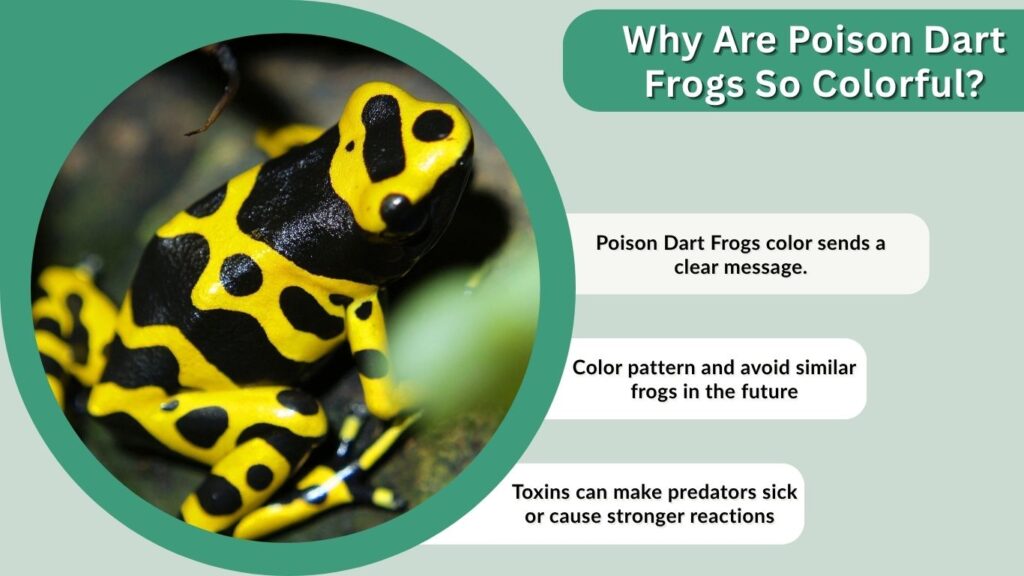 Why Are Poison Dart Frogs So Colorful?
