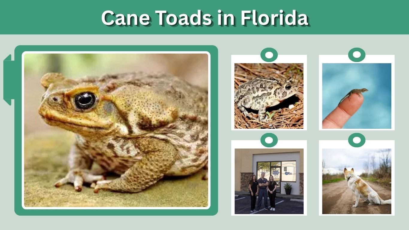 Cane Toads in Florida: Identification, Risks and Control