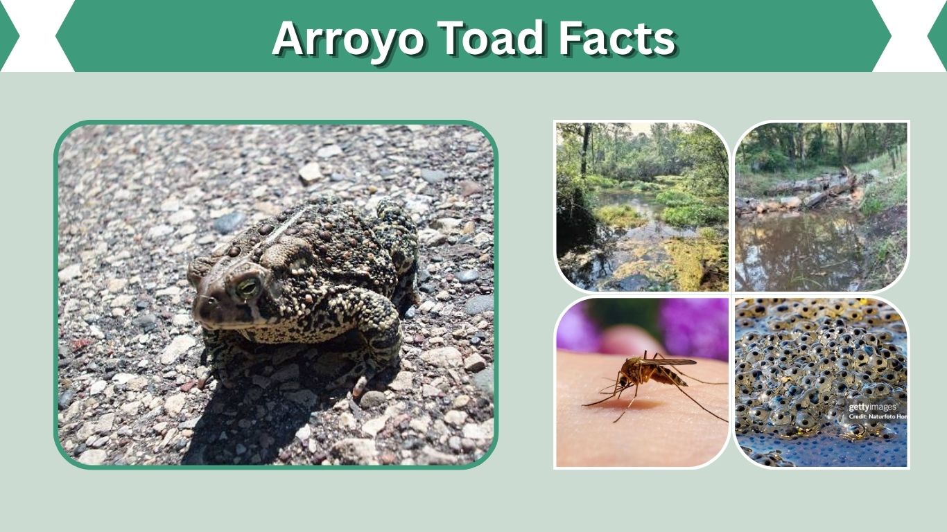 Arroyo Toad Facts: Habitat, Diet, Behavior and Life Cycle