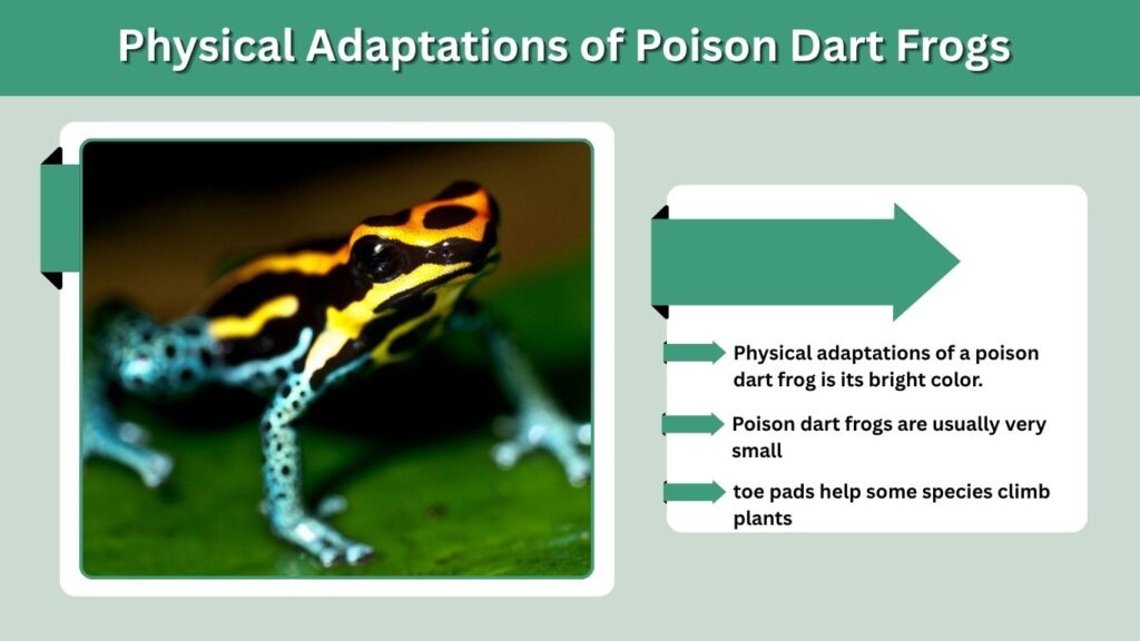 Physical Adaptations of Poison Dart Frogs
