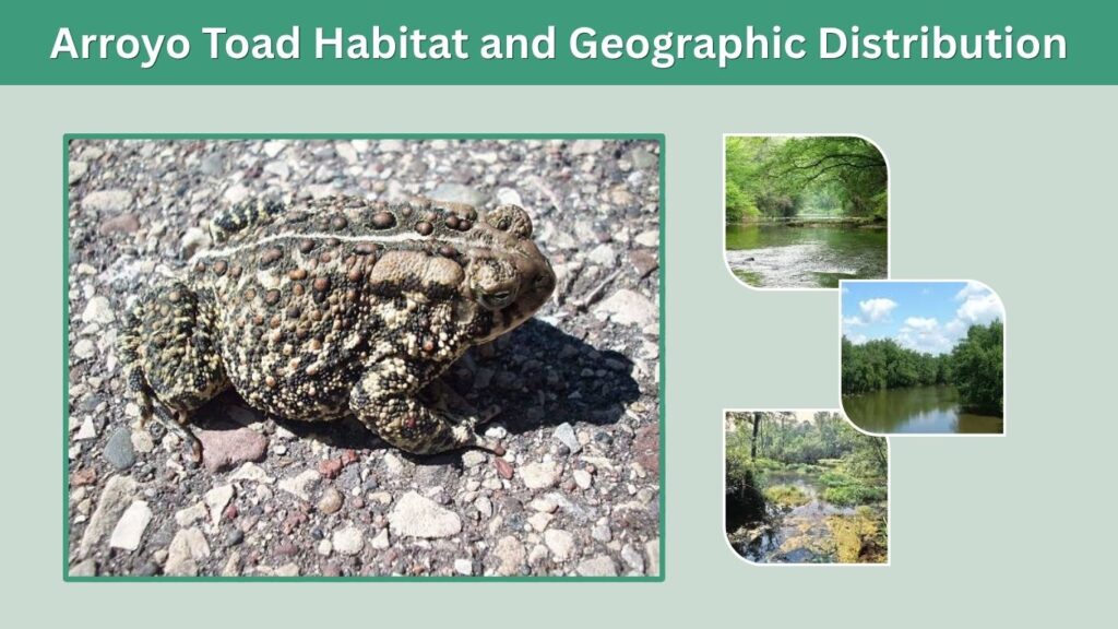 Arroyo Toad Habitat and Geographic Distribution