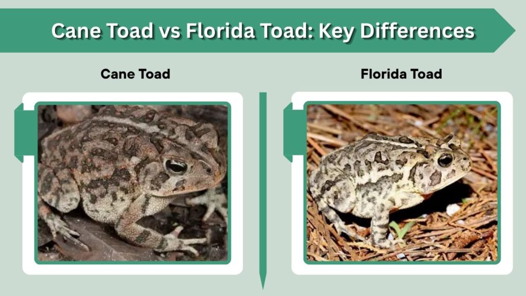 Cane Toad vs Florida Toad: Key Differences