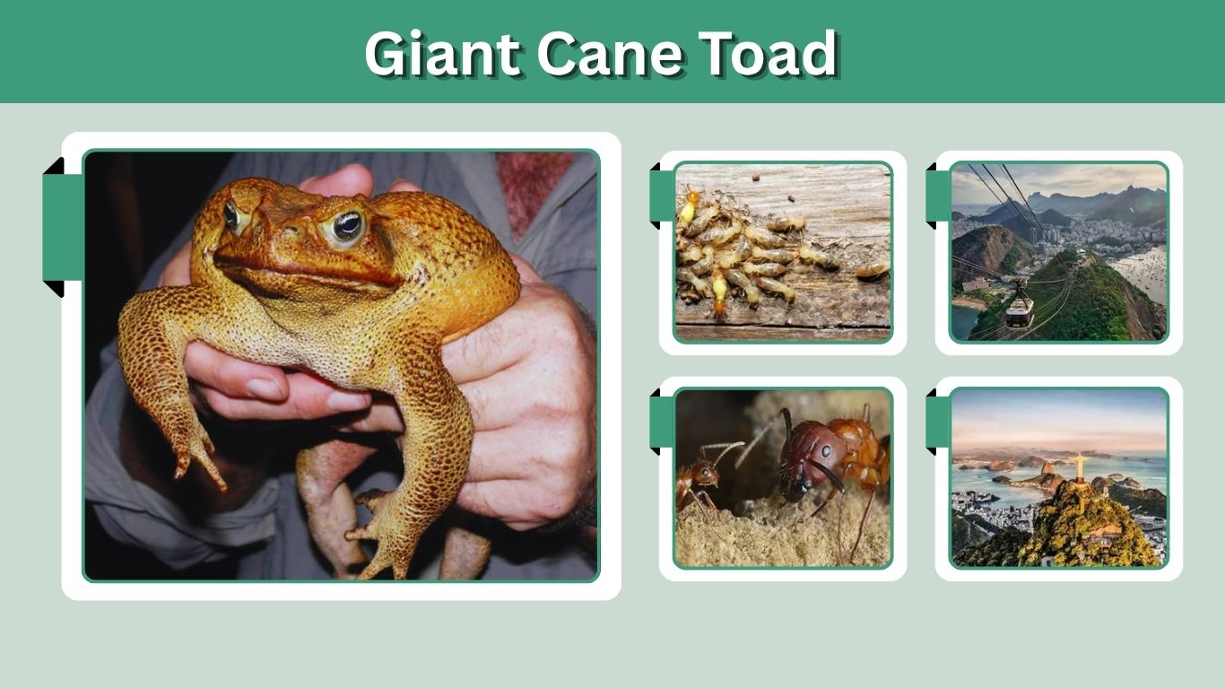 Giant Cane Toad: Size, Habitat, Diet, Toxicity & Facts