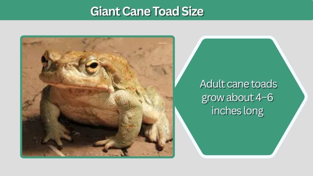 Giant Cane Toad Size