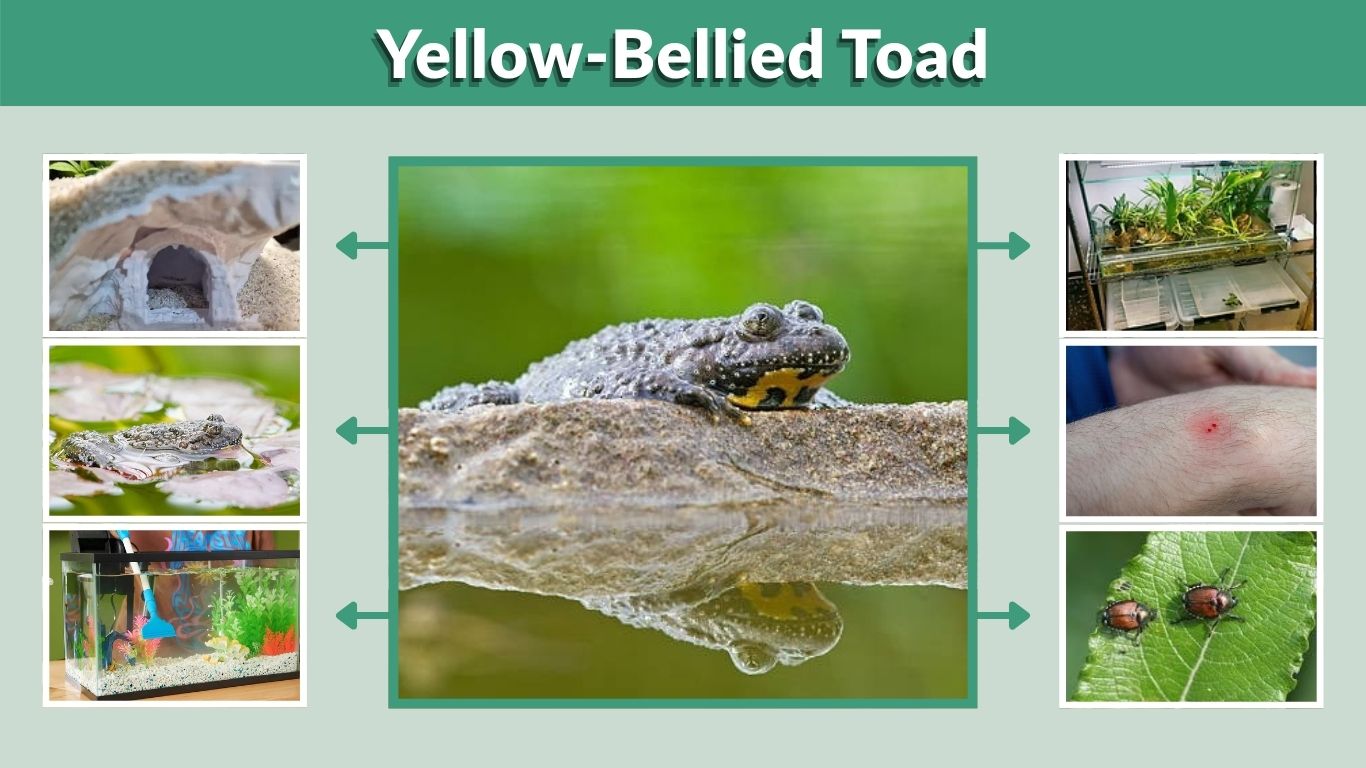 Yellow-Bellied Toad: Care, Habitat, Diet and Facts