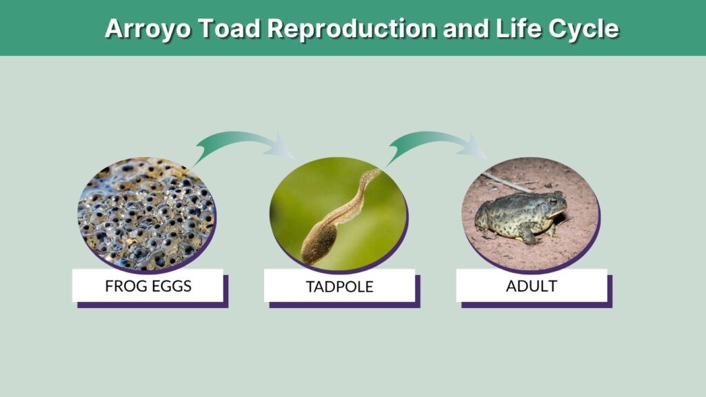 Arroyo Toad Reproduction and Life Cycle