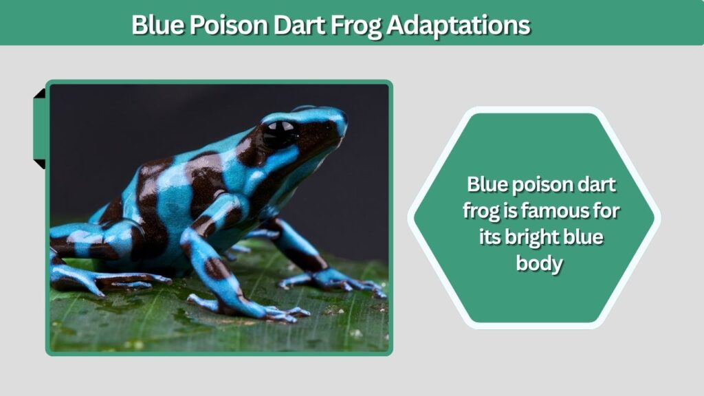 Blue Poison Dart Frog Adaptations