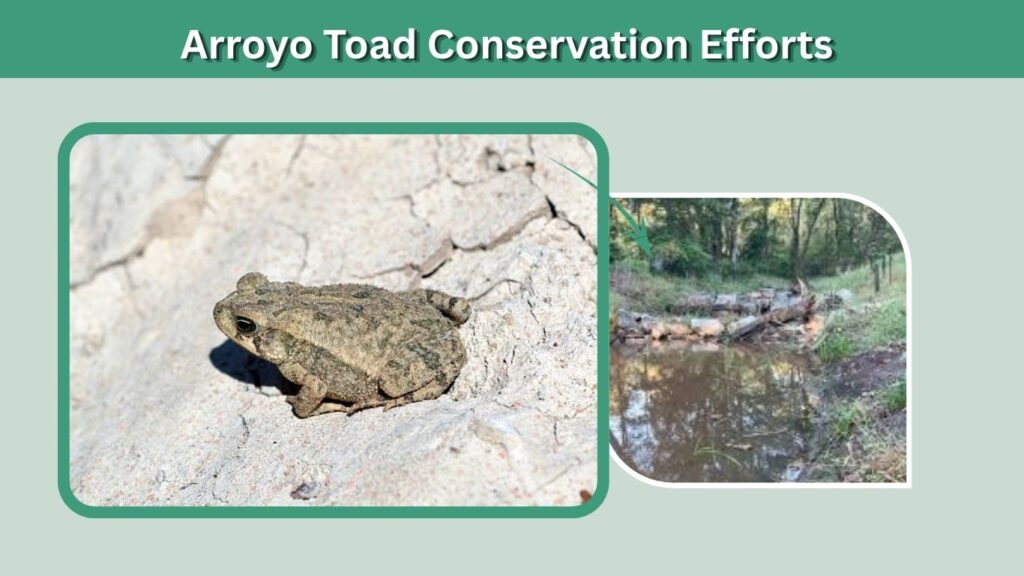 Arroyo Toad Conservation Efforts