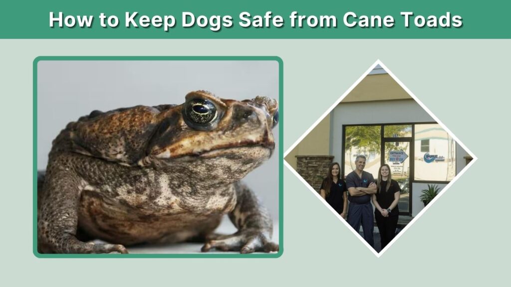 How to Keep Dogs Safe from Cane Toads
