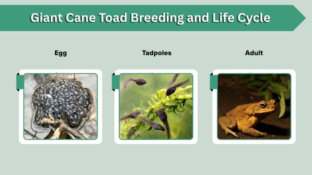 Giant Cane Toad Breeding and Life Cycle