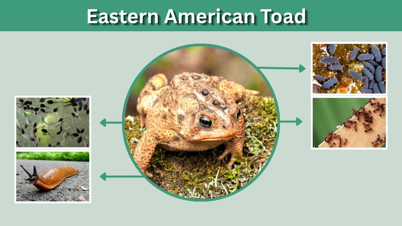 Eastern American Toad: Facts, Diet, Habitat, and Care