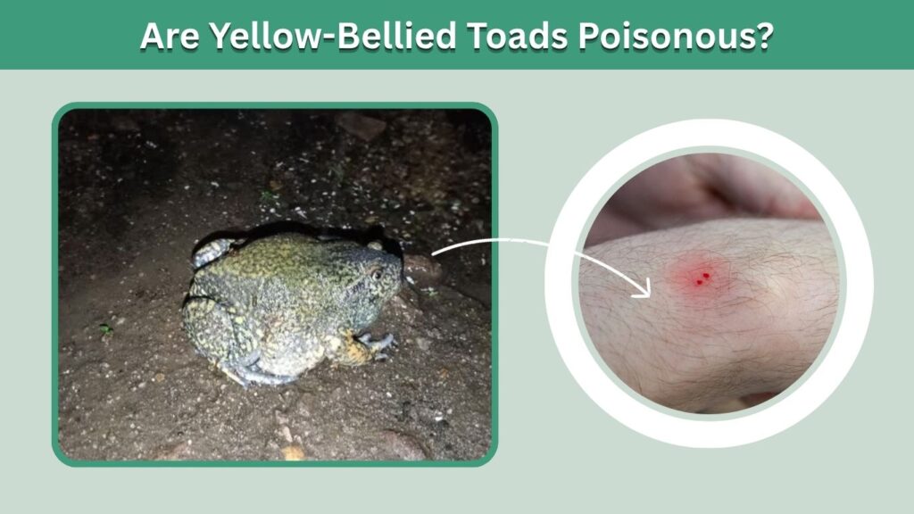 Are Yellow-Bellied Toads Poisonous?