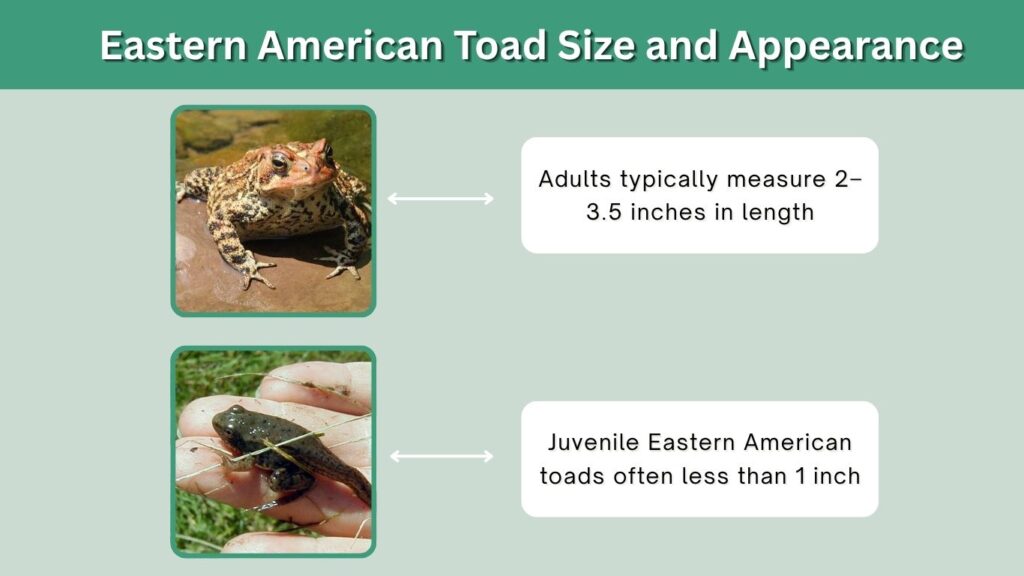 Eastern American Toad Size and Appearance