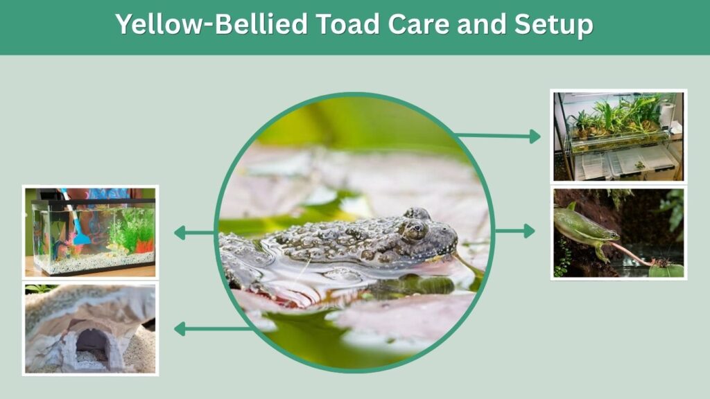 Yellow-Bellied Toad Care and Setup