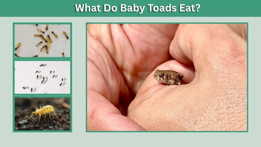 What Do Baby Toads Eat?